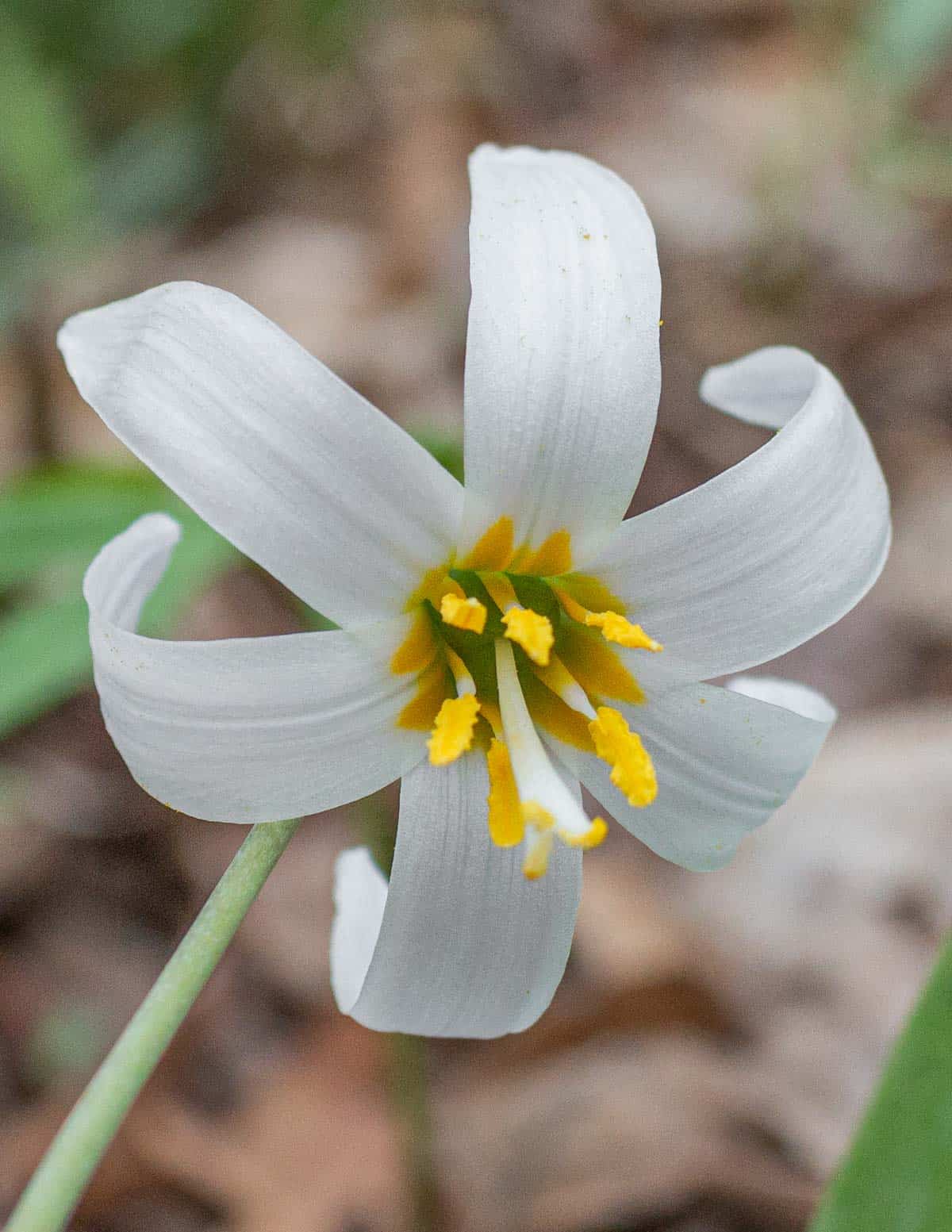 Trout lily flowers growing in the Spring. 