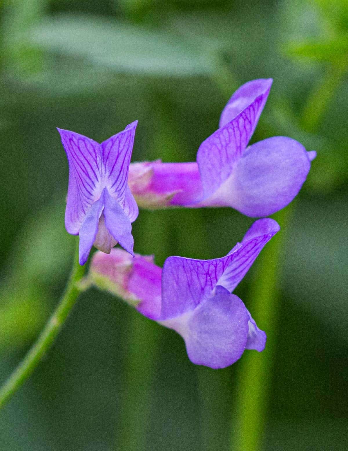 Purple wild vetch flowers (Vicia americana)