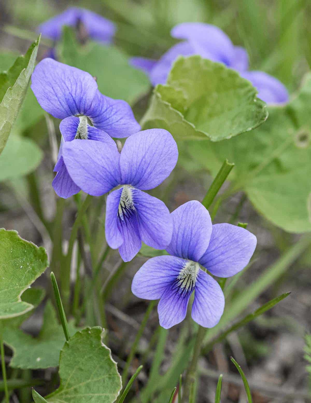 A close up image of purple violet flowers. 