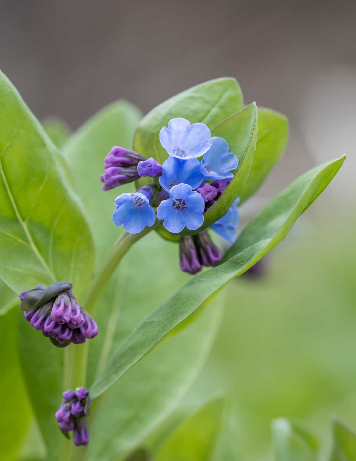 A close up image of Virginia bluebell flowers in the Spring. 