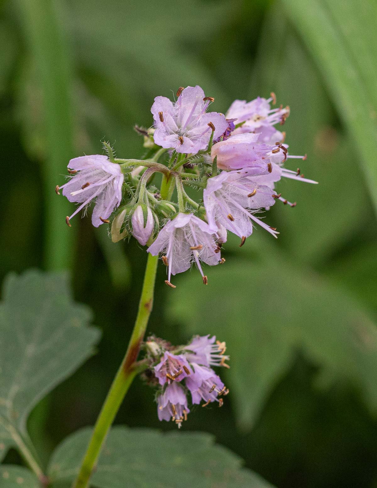 Wild Virginia waterleaf flowers growing in the Spring. 