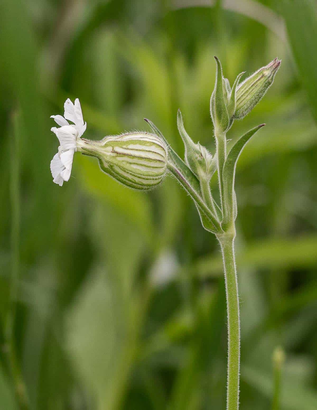 A close up image of white campion (Silene alba) flowers. 