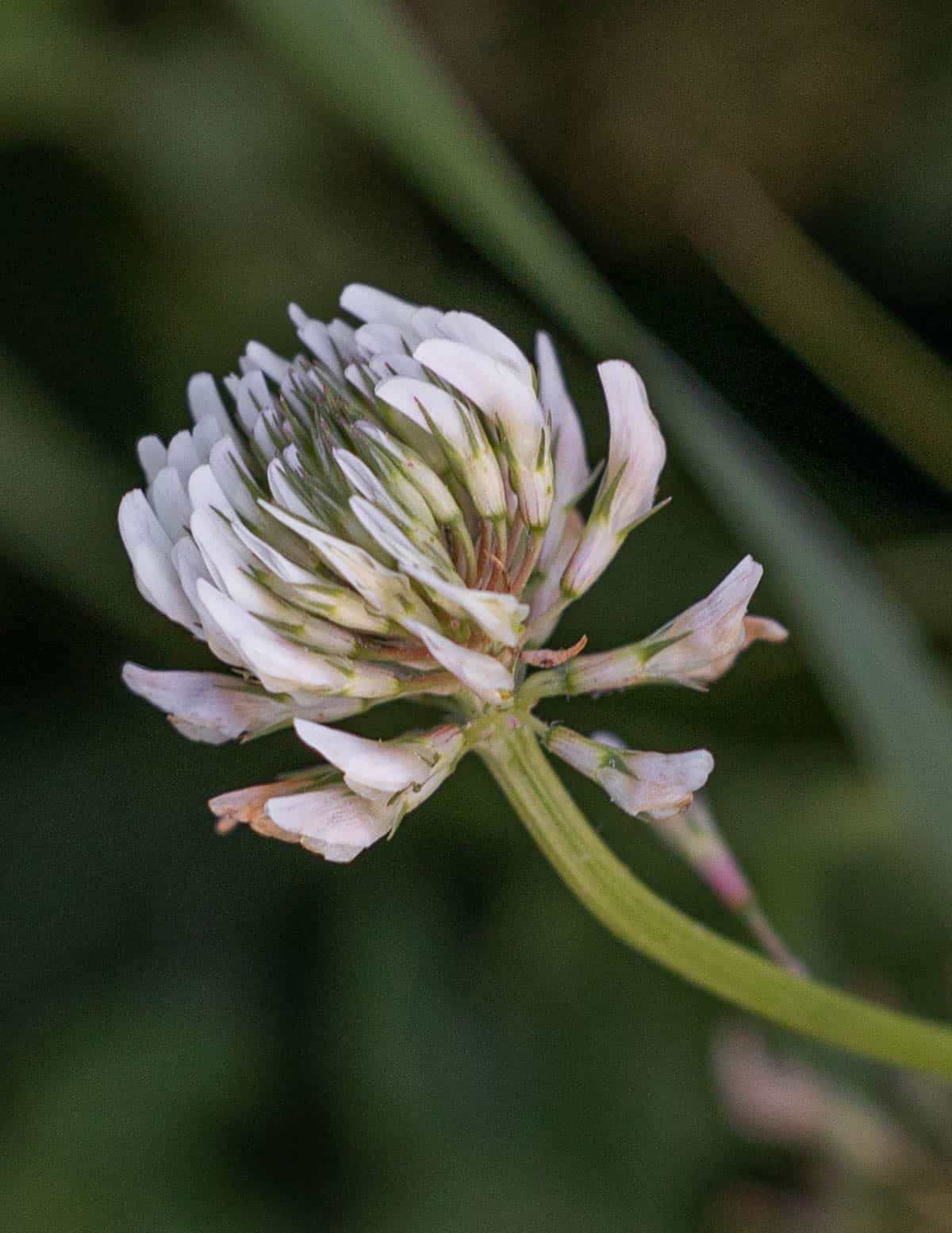 A close up image of white clover flowers. 