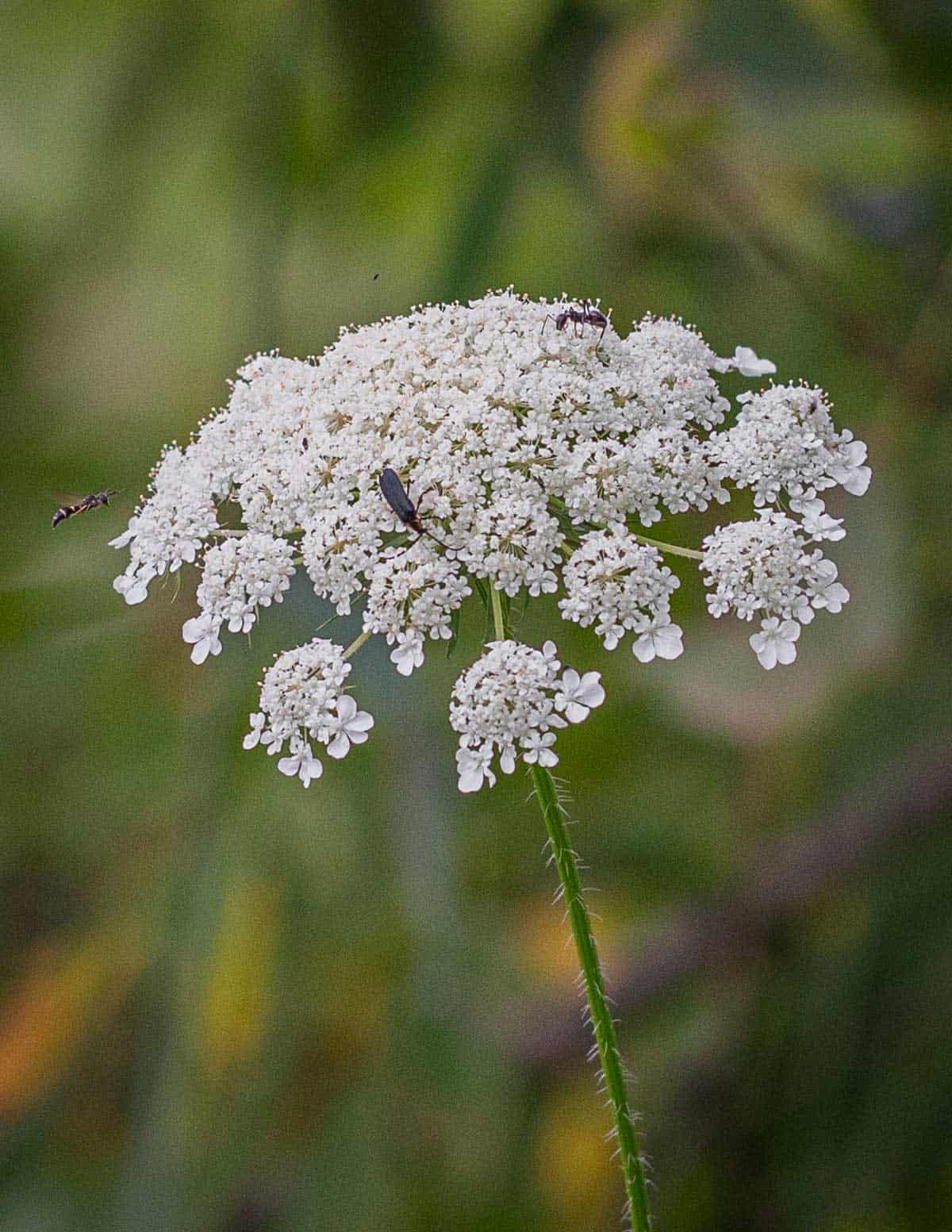 A close up image of wild carrot flowers with insects coming for nectar. 