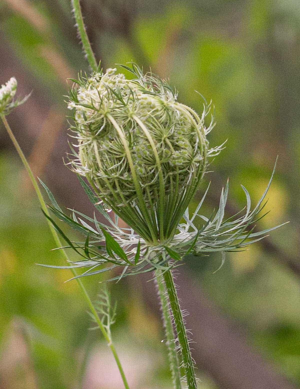 A close up image of wild carrot seed heads. 
