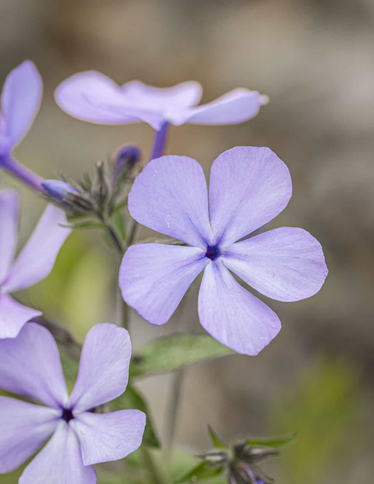 Lavender colored wild phlox flowers. 