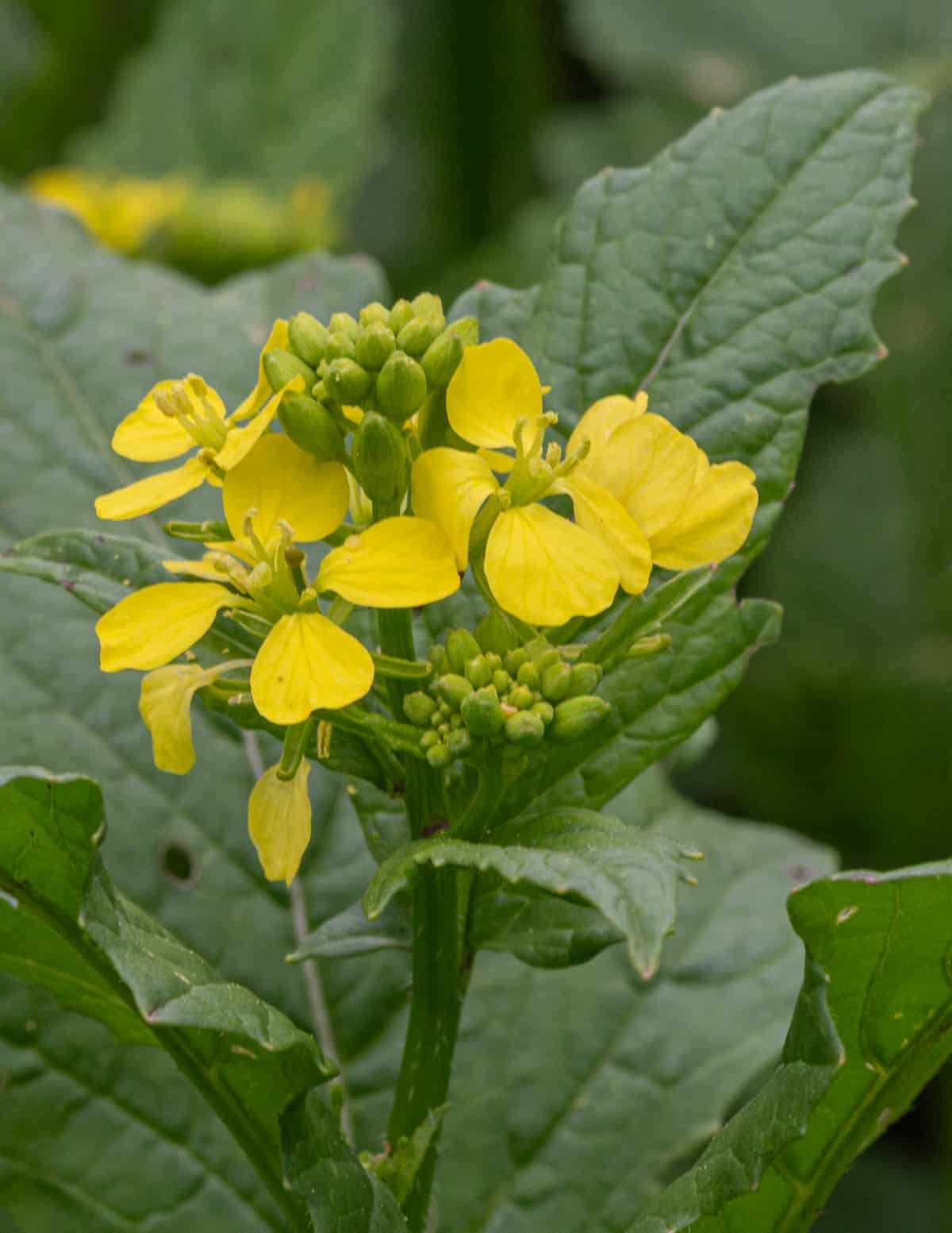 Wild mustard flowers. 