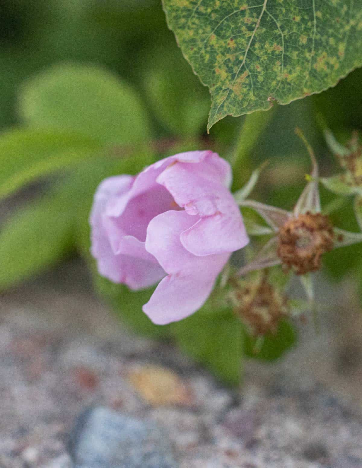 A pink wild rose shedding its petals. 