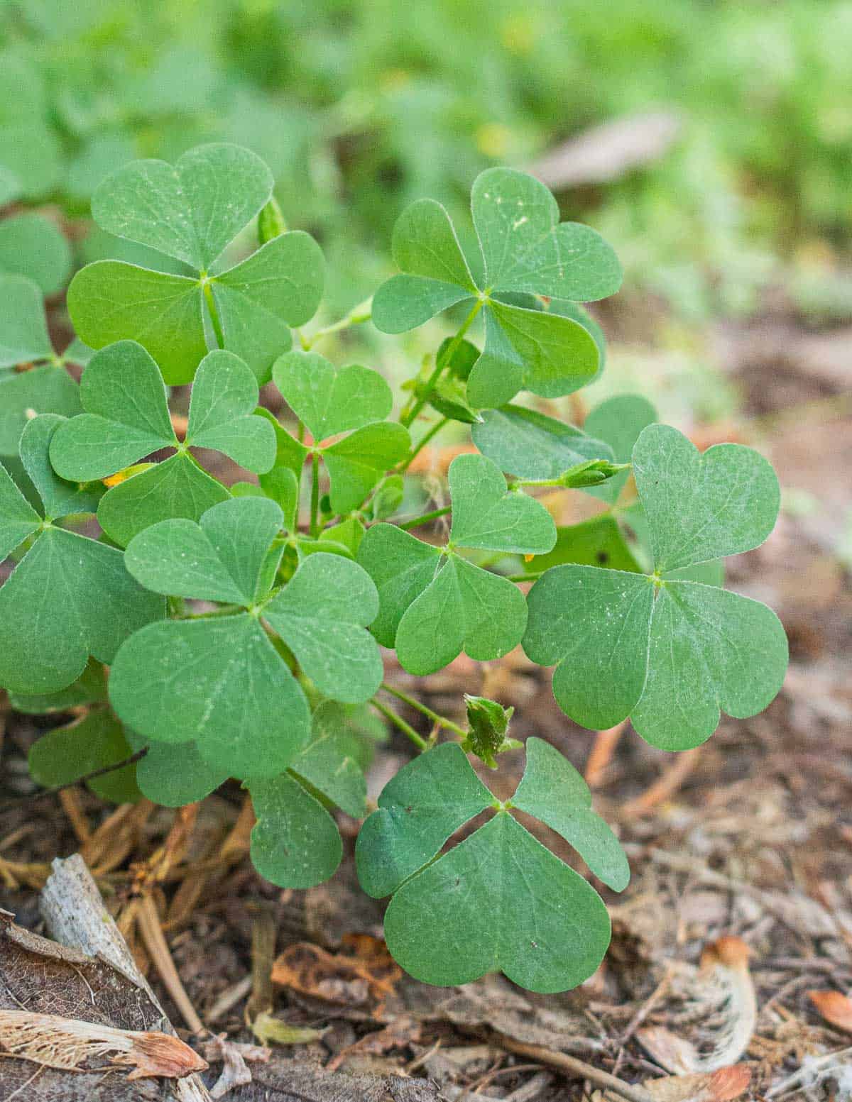 Young wood sorrel leaves or Oxalis. 