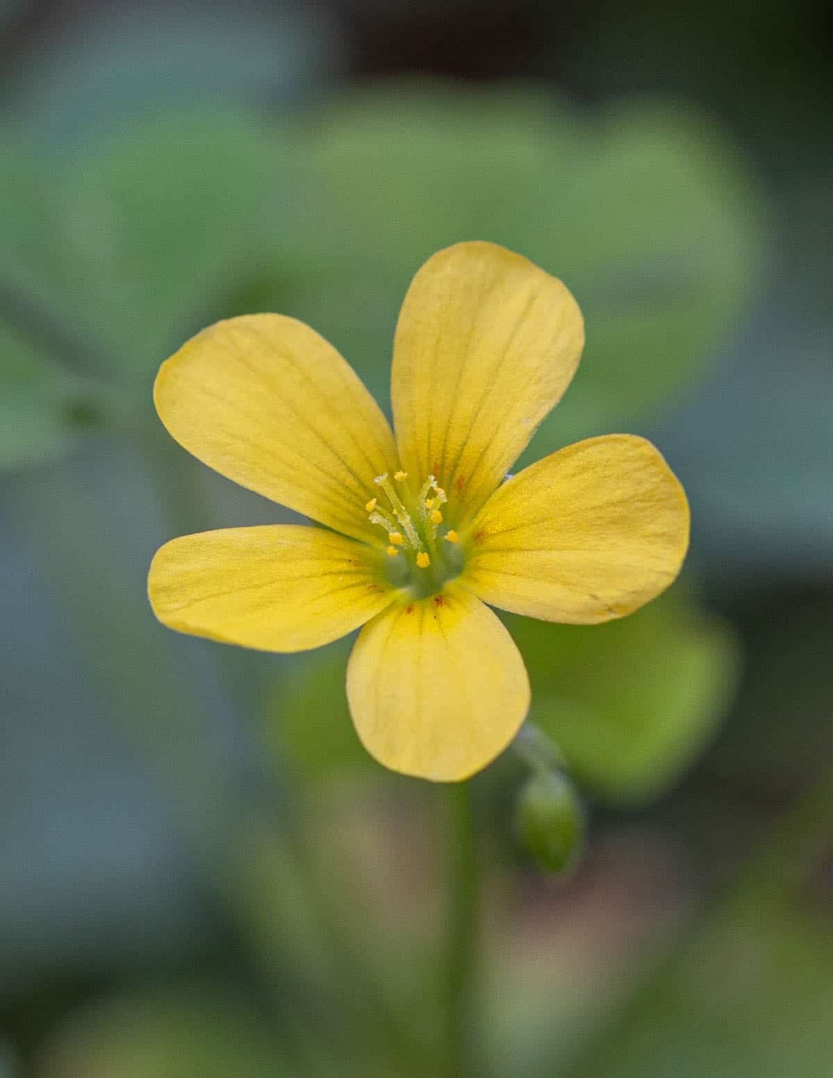 A close up image of wood sorrel flowers in bloom. 