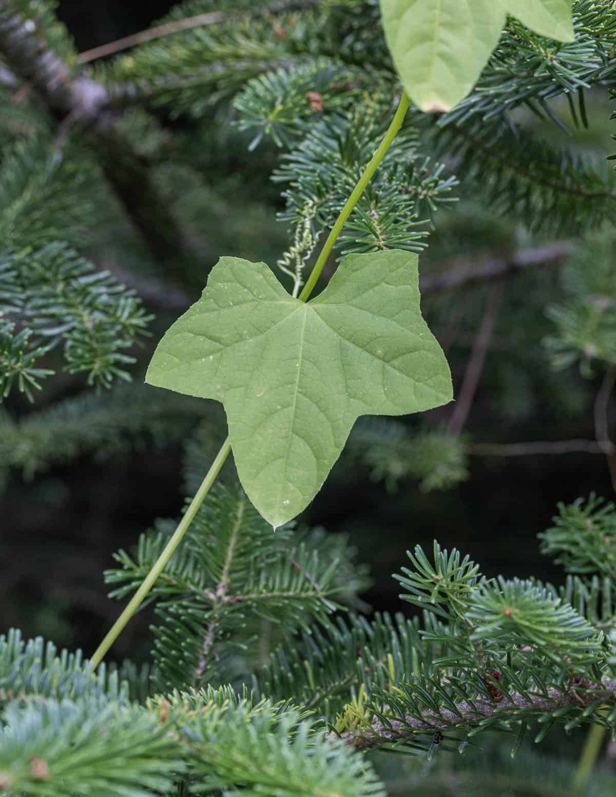 Canada moonseed Menispermum canadense vine with young leaves.