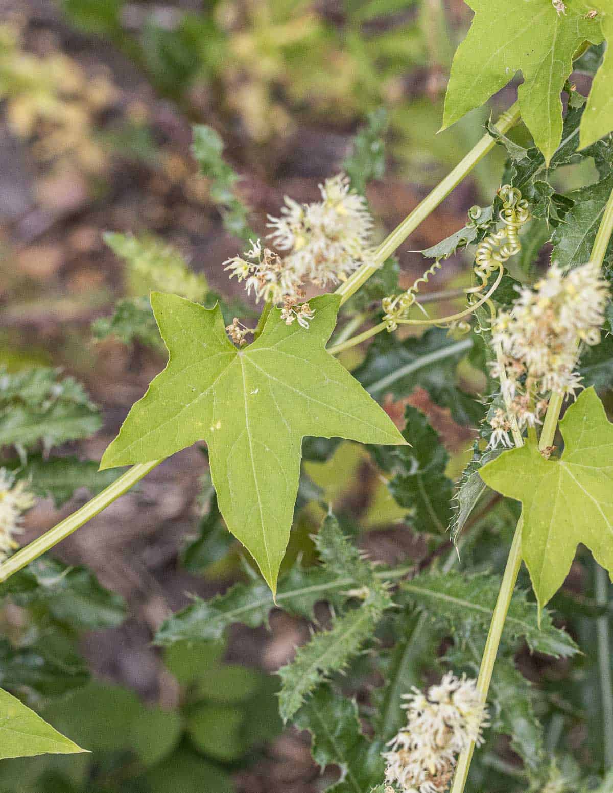 Canada moonseed Menispermum canadense vine with young leaves and flowers.