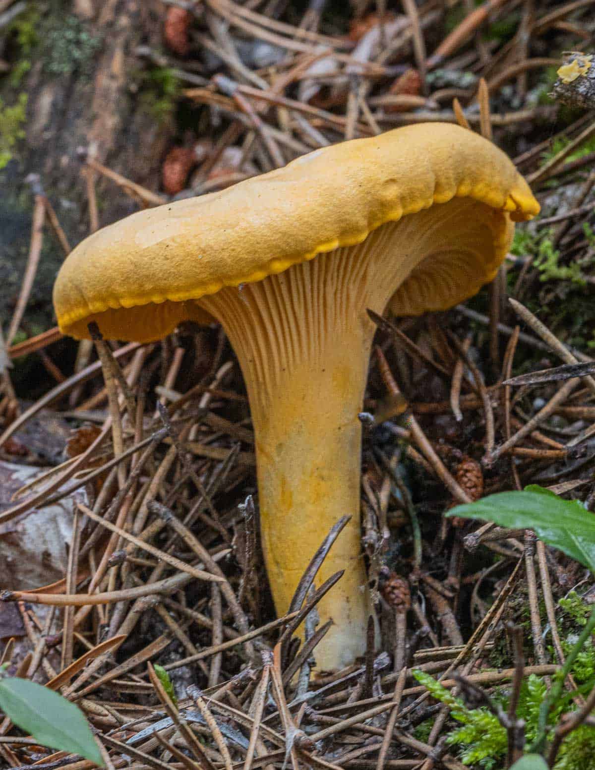 Cantharellus enelensis: the Newfoundland chanterelle. 