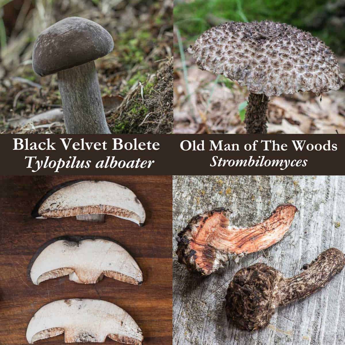 An infographic showing the differences between old man of the woods and black velvet boletes. 