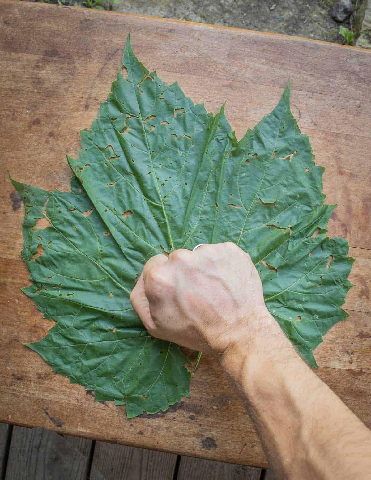 A closed fist held over a large grape leaf to show its size.