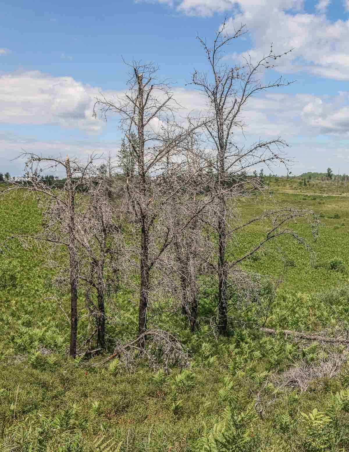 A group of burned trees surrounded by lush vegetation. 