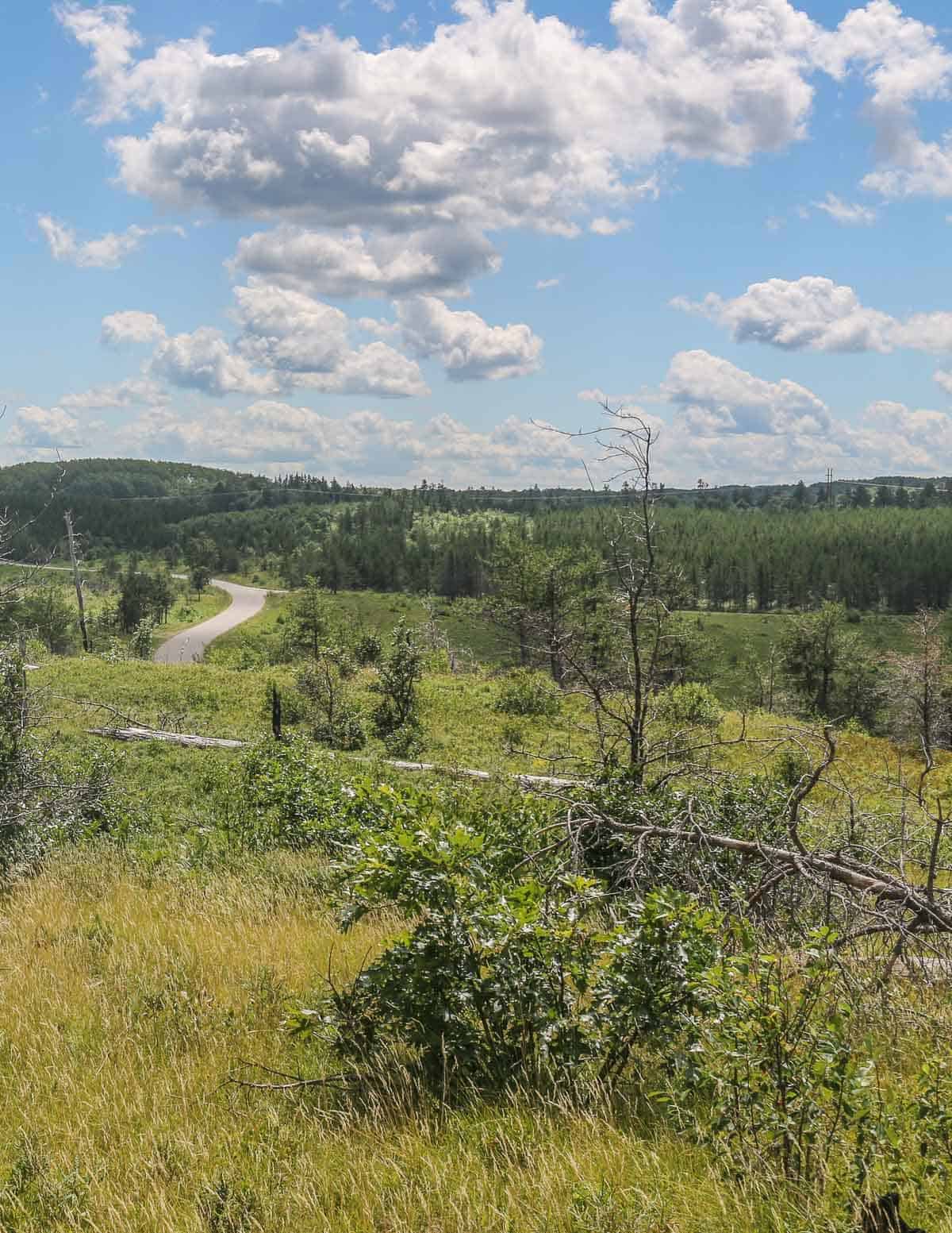 The pine barrens of northern Wisconsin. 