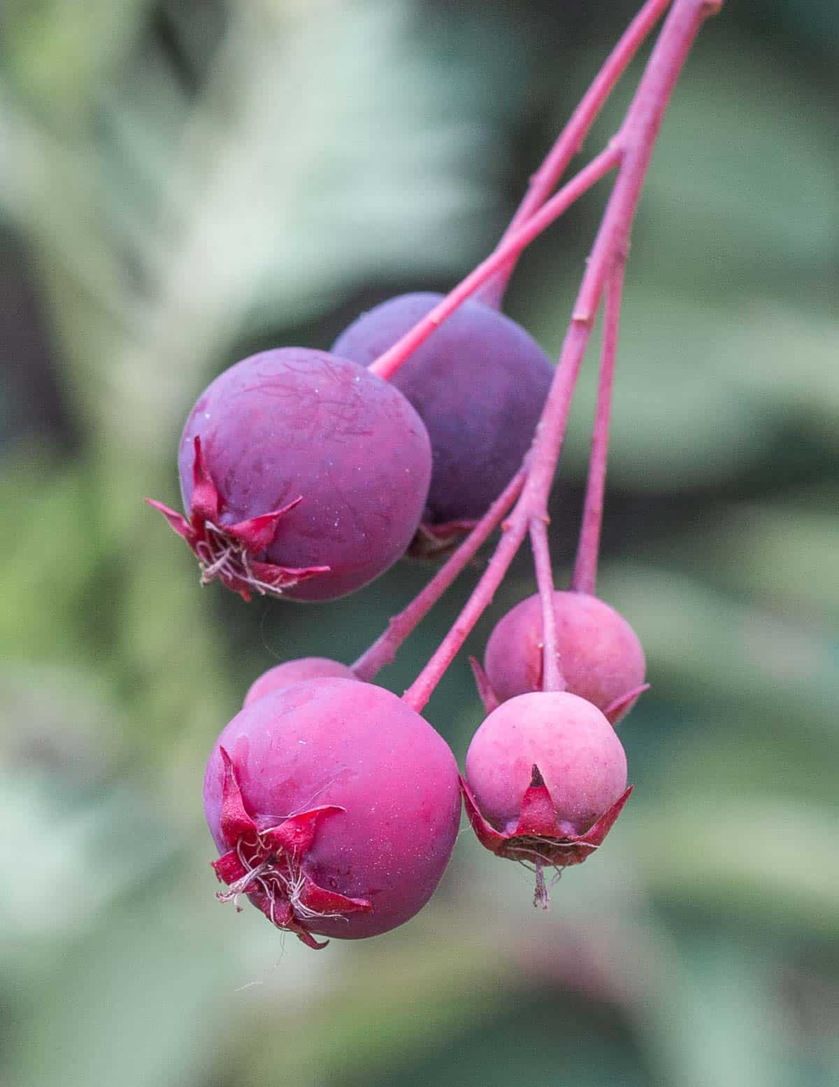 Wild serviceberries or shadbush, Armelanchier. 