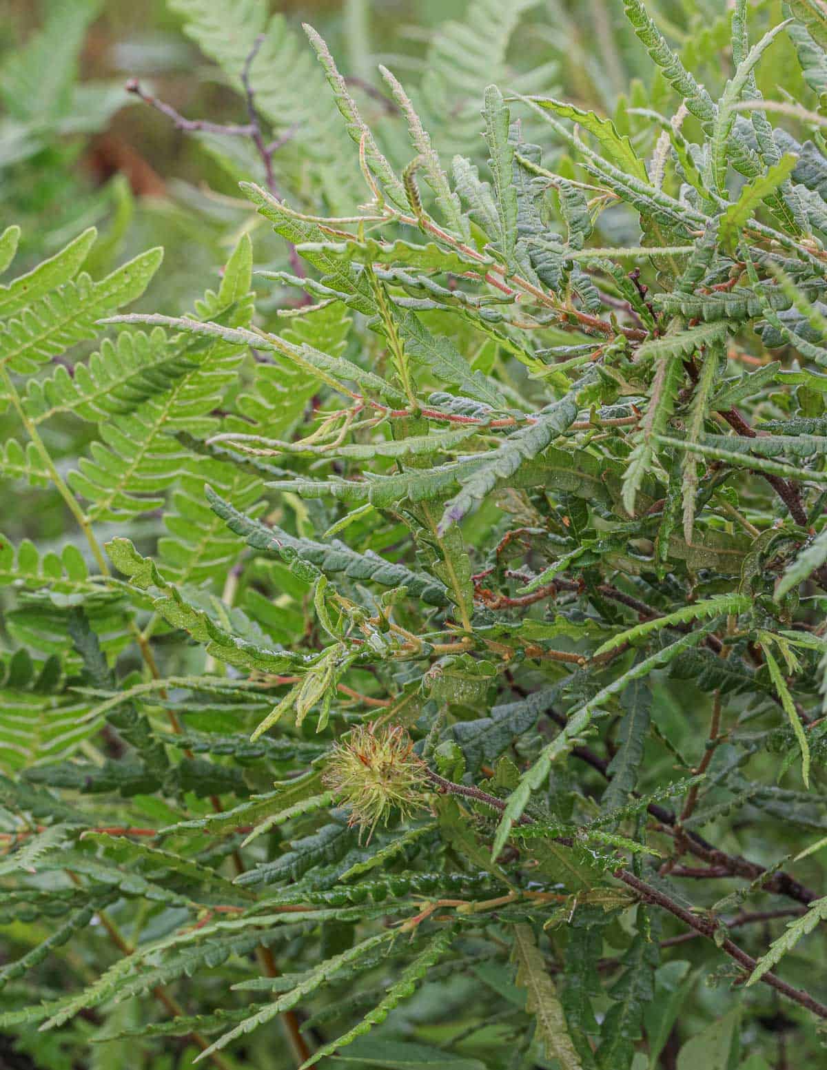 Sweetfern leaves and seeds (Comptonia peregrina). 