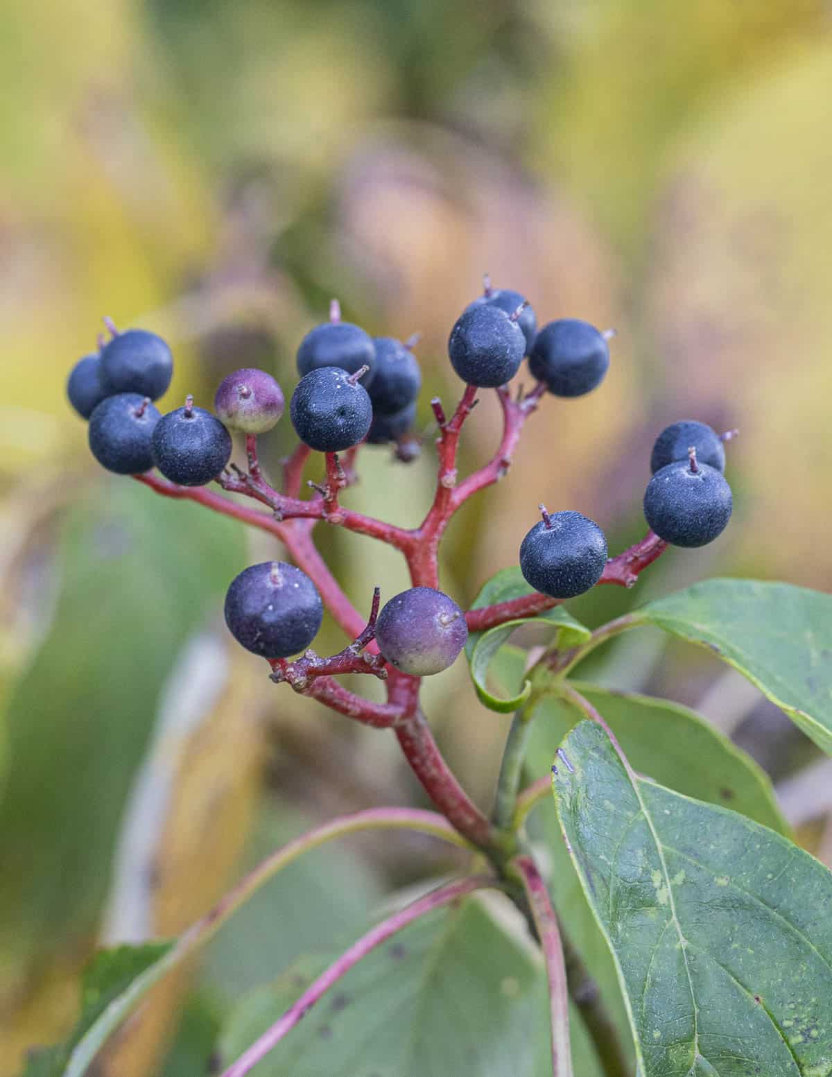 Blue Virginia creeper berries (Parthenocissus quinquefolia) on the stem.