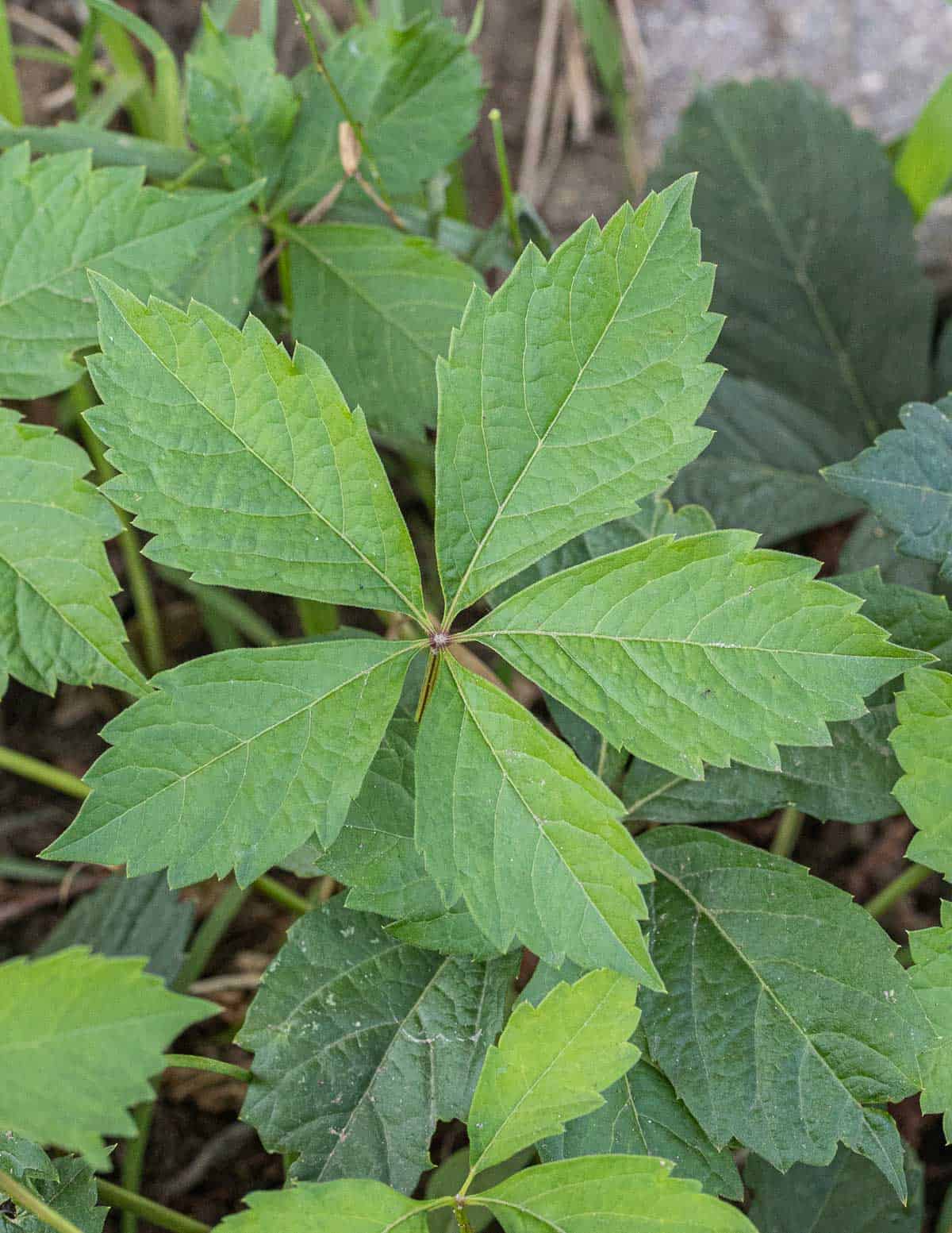 Virginia creeper or Parthenocissus quinquefolia leaves in the spring.