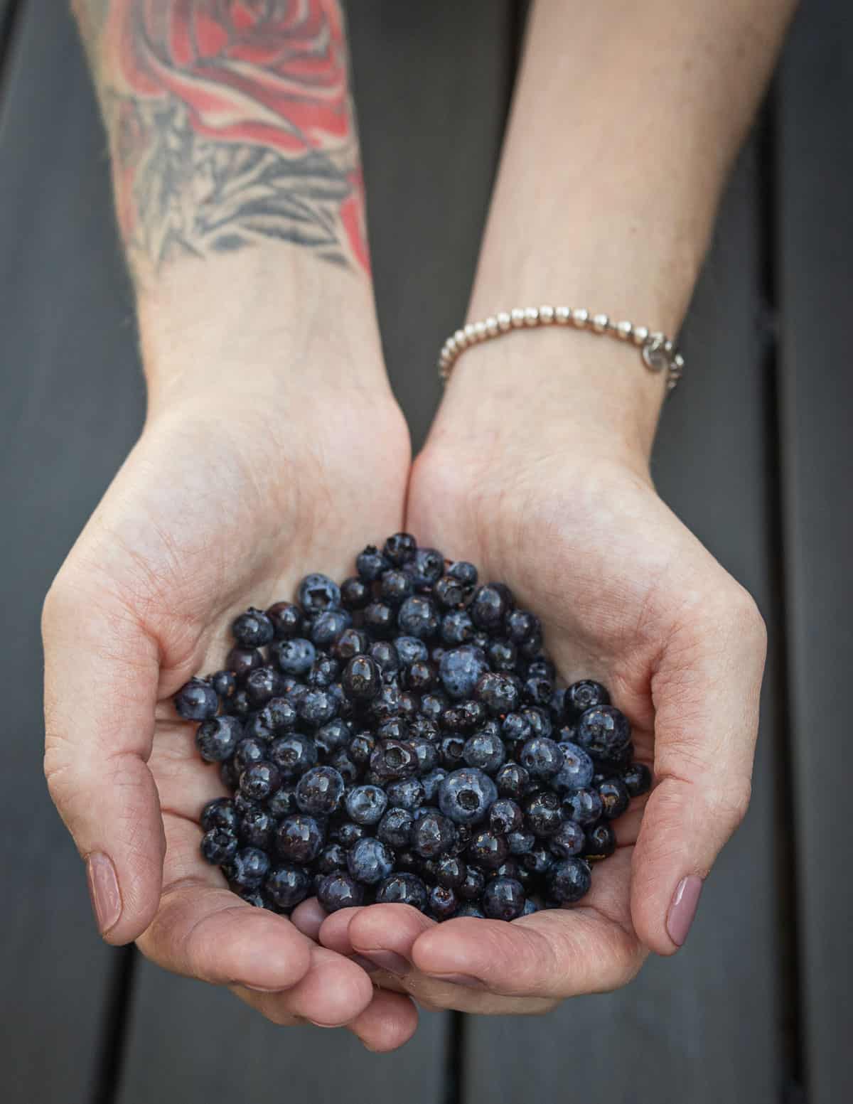 A womans tattooed hands holding wild blueberries.