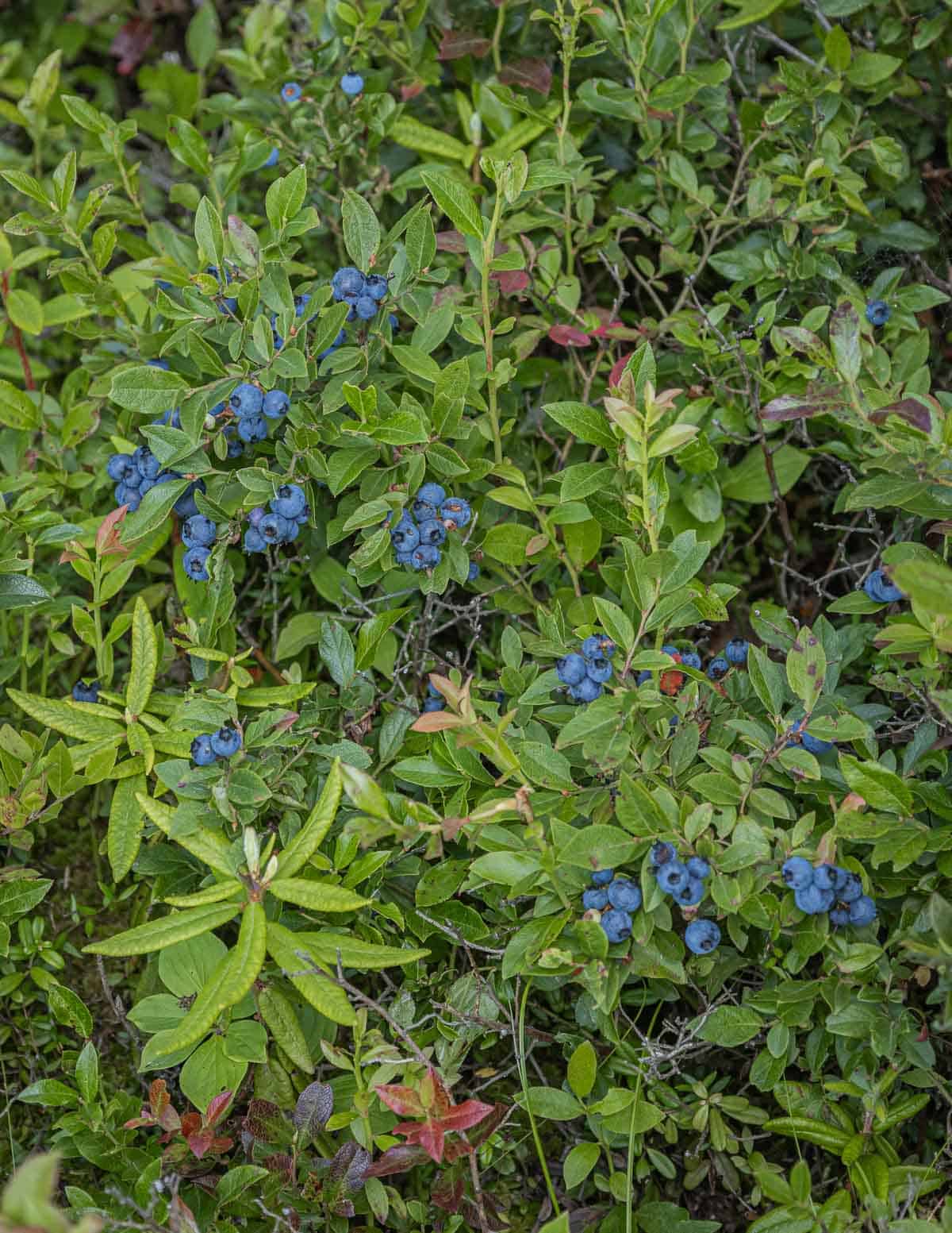 Wild blueberries seen from above. 