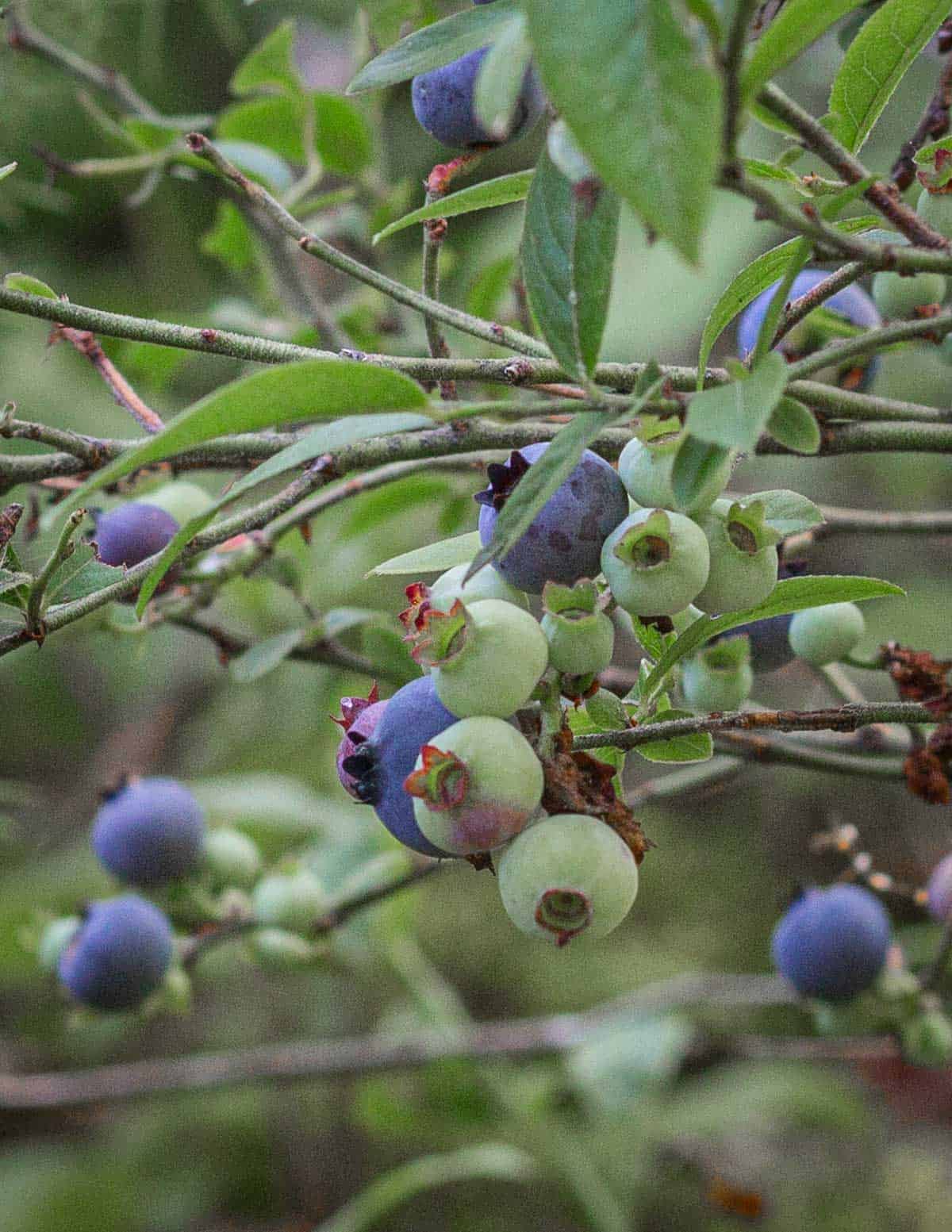 Ripe and unripe wild blueberries (Vaccinium angustifolium). 