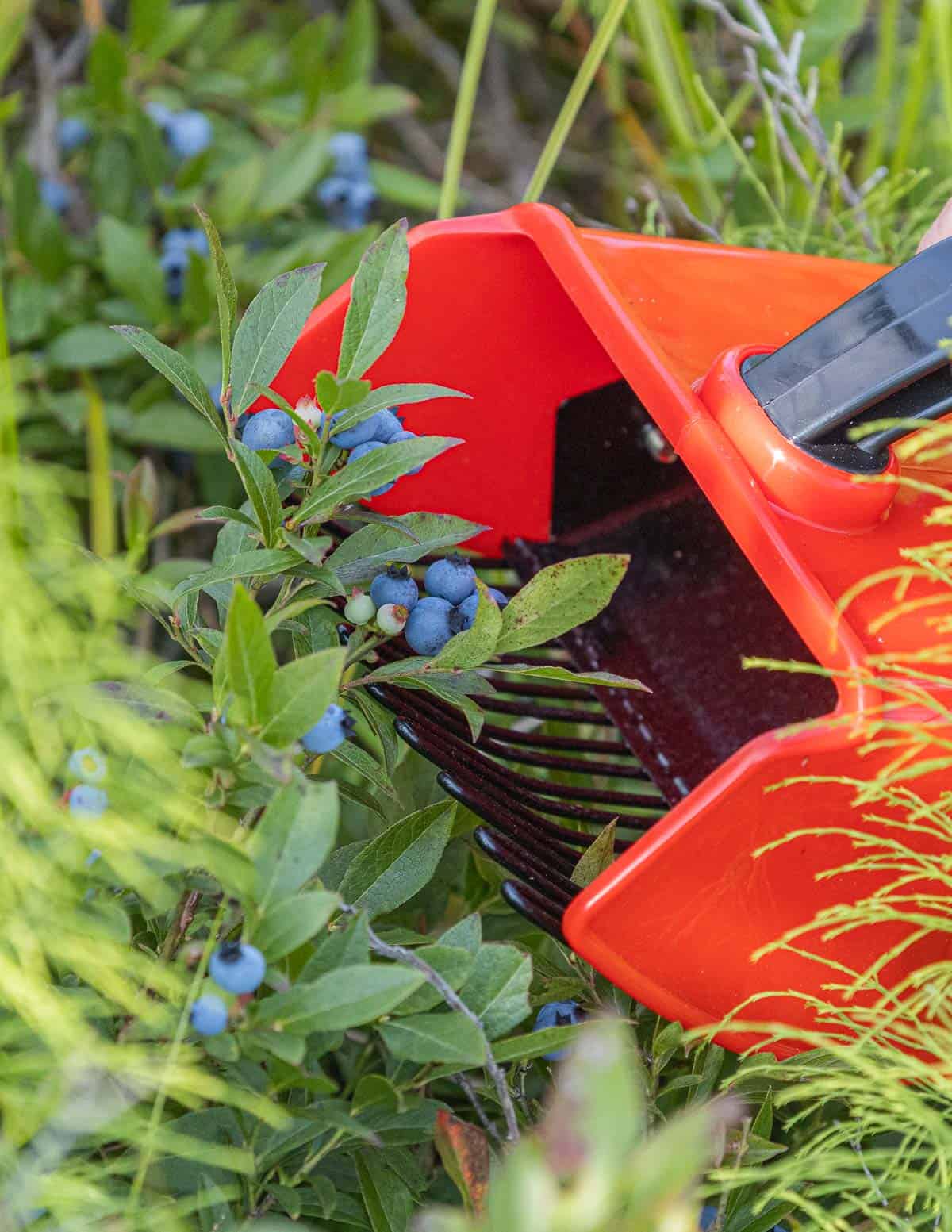 Harvesting wild blueberries using a rake. 