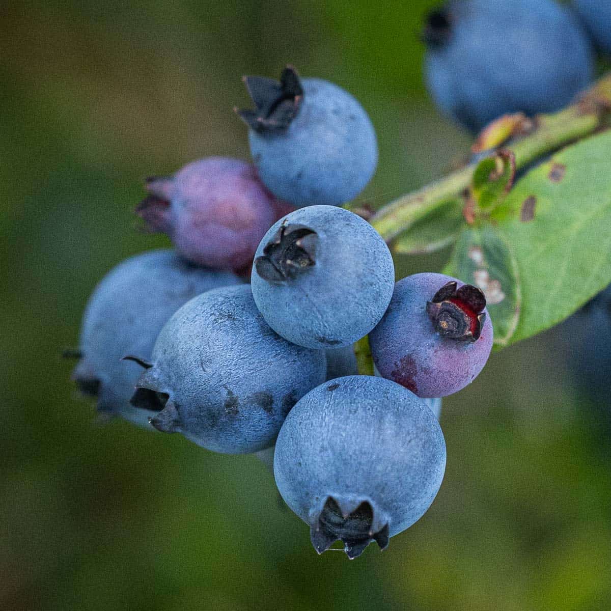 A close up image of ripe wild blueberries Vaccinium angustifolium.