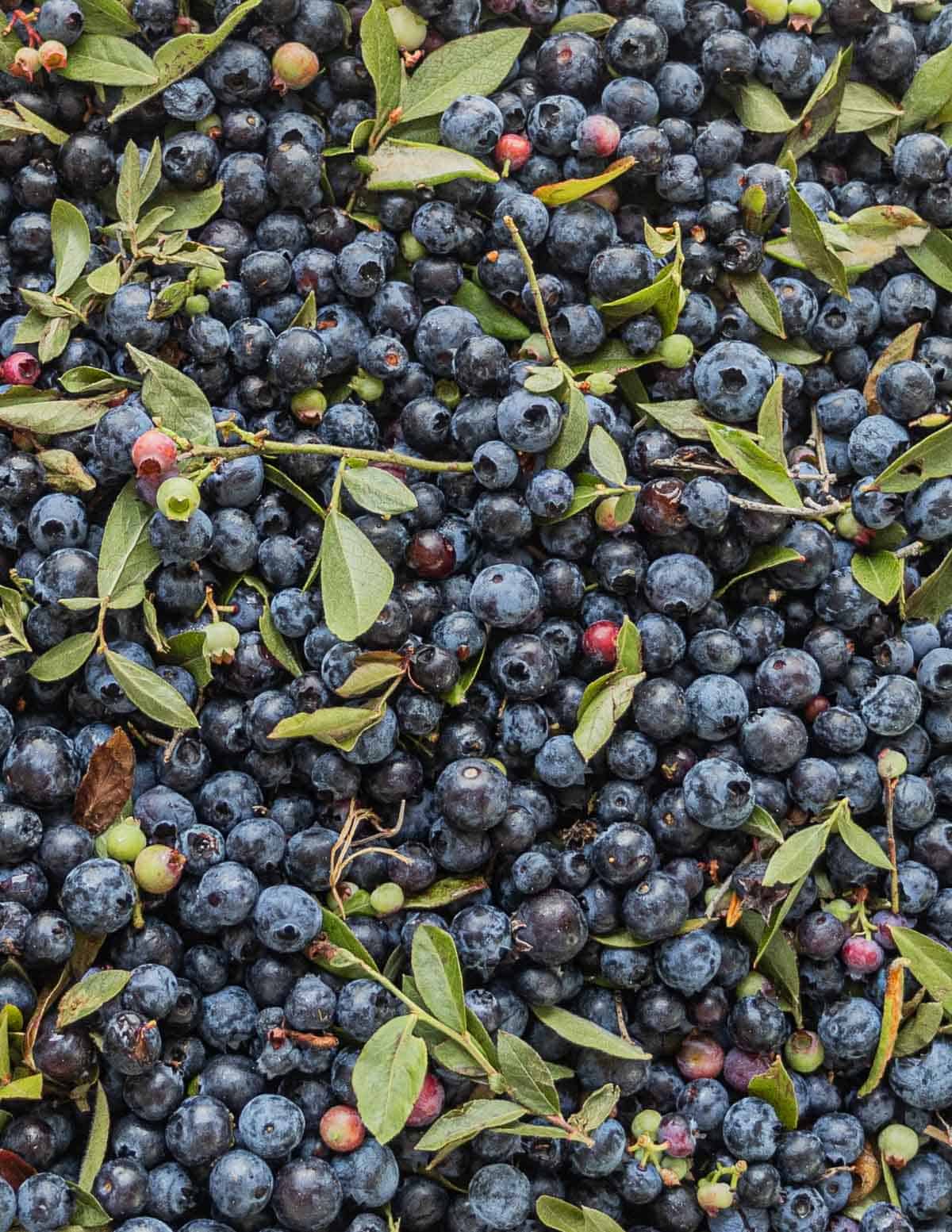 Fresh wild blueberries with twigs and leaves in them before being winnowed. 