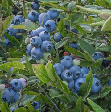 ripe clusters of wild blueberries Vaccinium angustifolium ready to harvest.