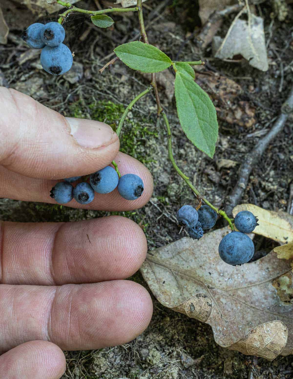 Picking wild blueberries by hand. 