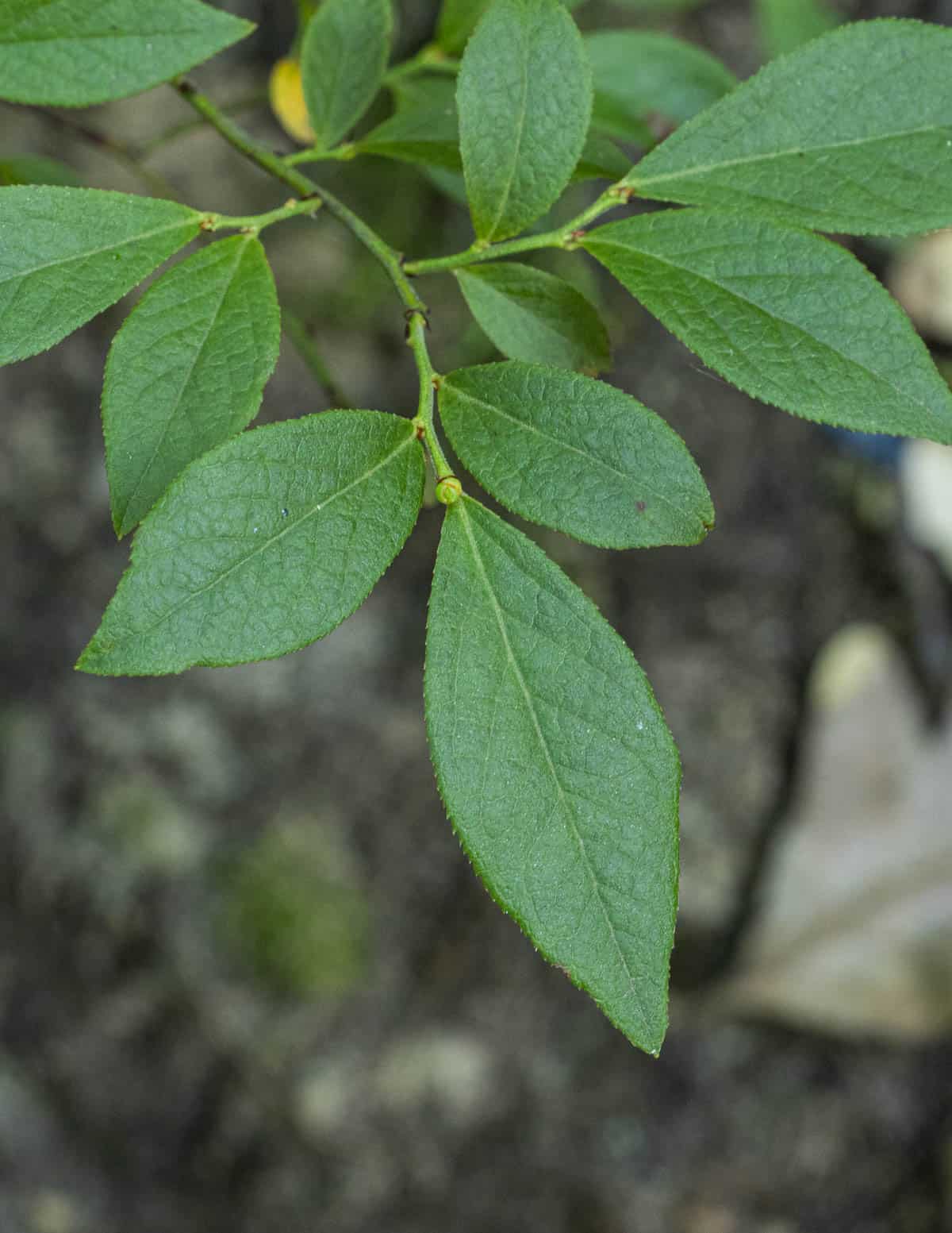 A close up picture of wild blueberry leaves. 