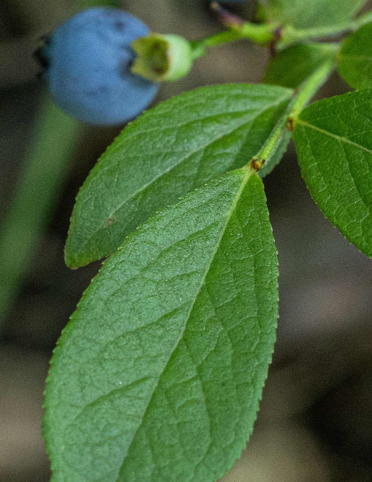 A close up picture of the serration on wild blueberry leaves. 