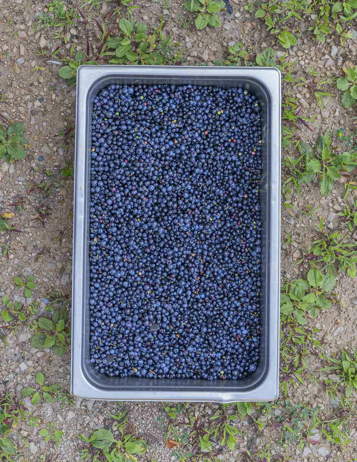 A hotel pan full of wild lowbush blueberries. 