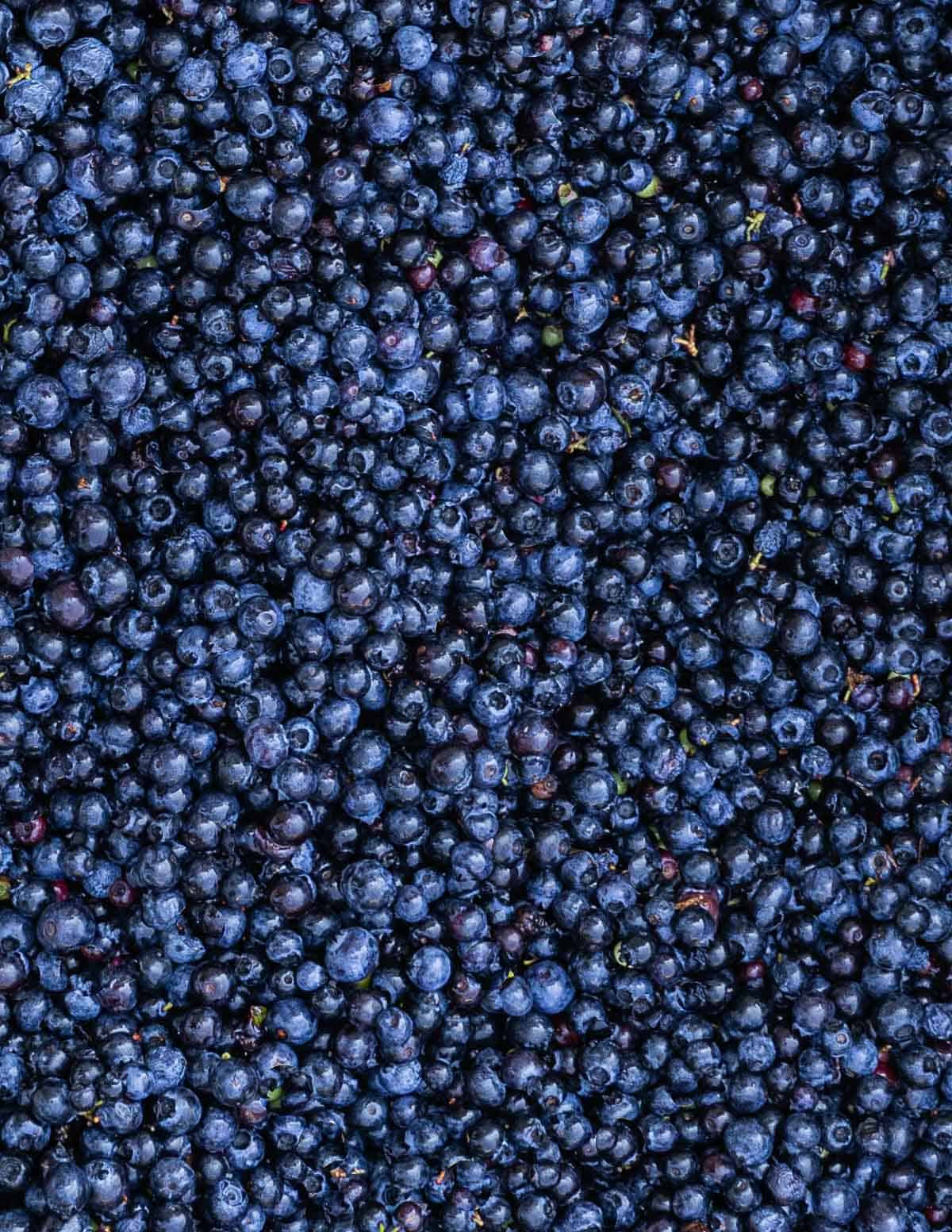 Fresh wild lowbush blueberries after being winnowed.