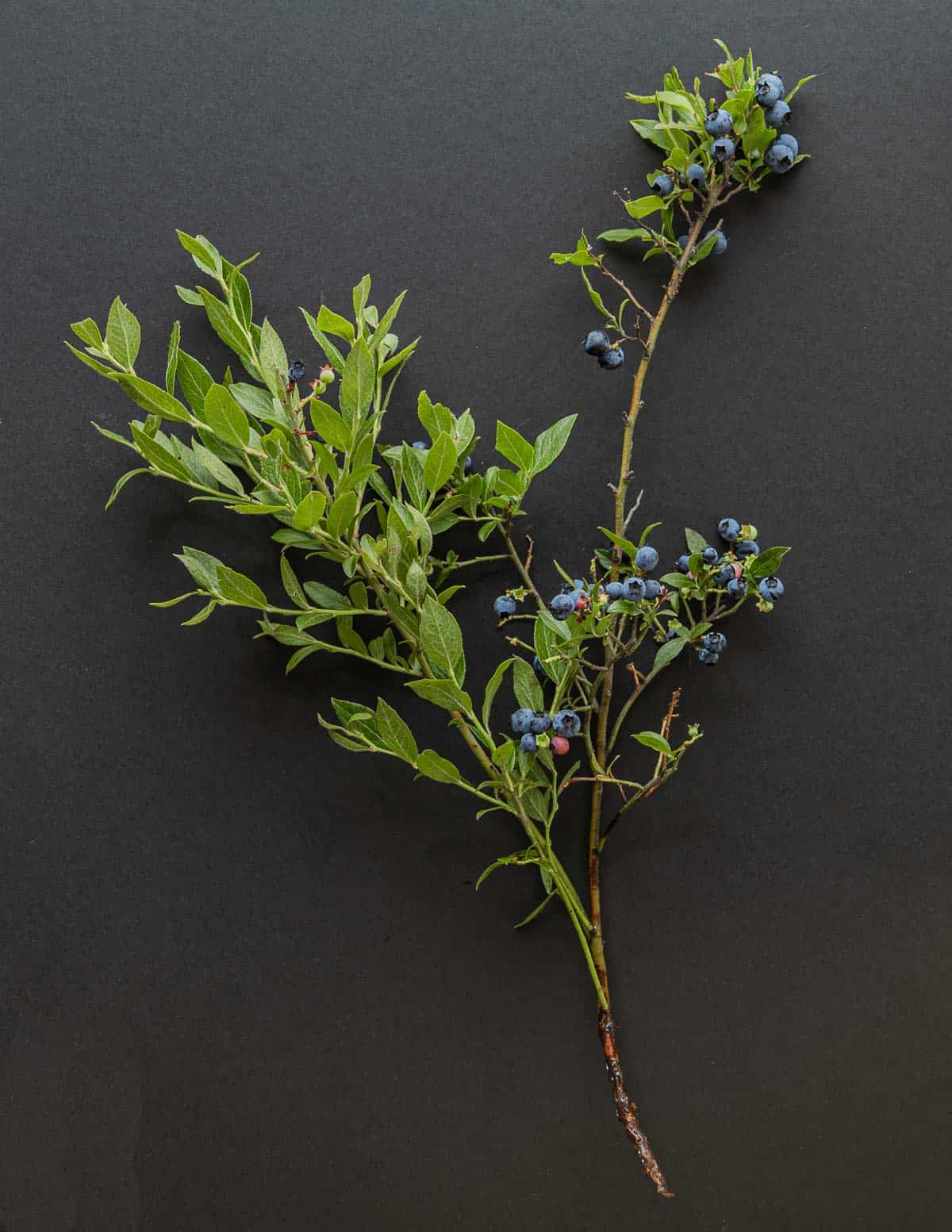 A blueberry plant on a black background for identification. 