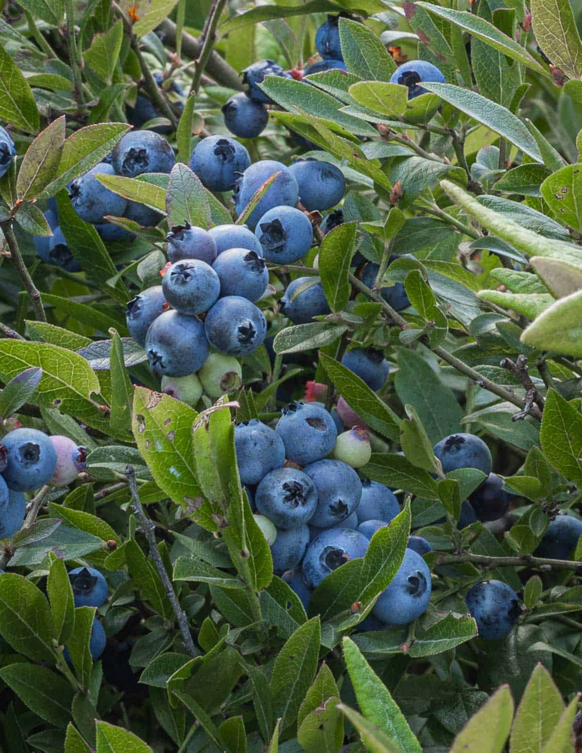 ripe clusters of wild blueberries Vaccinium angustifolium ready to harvest. 