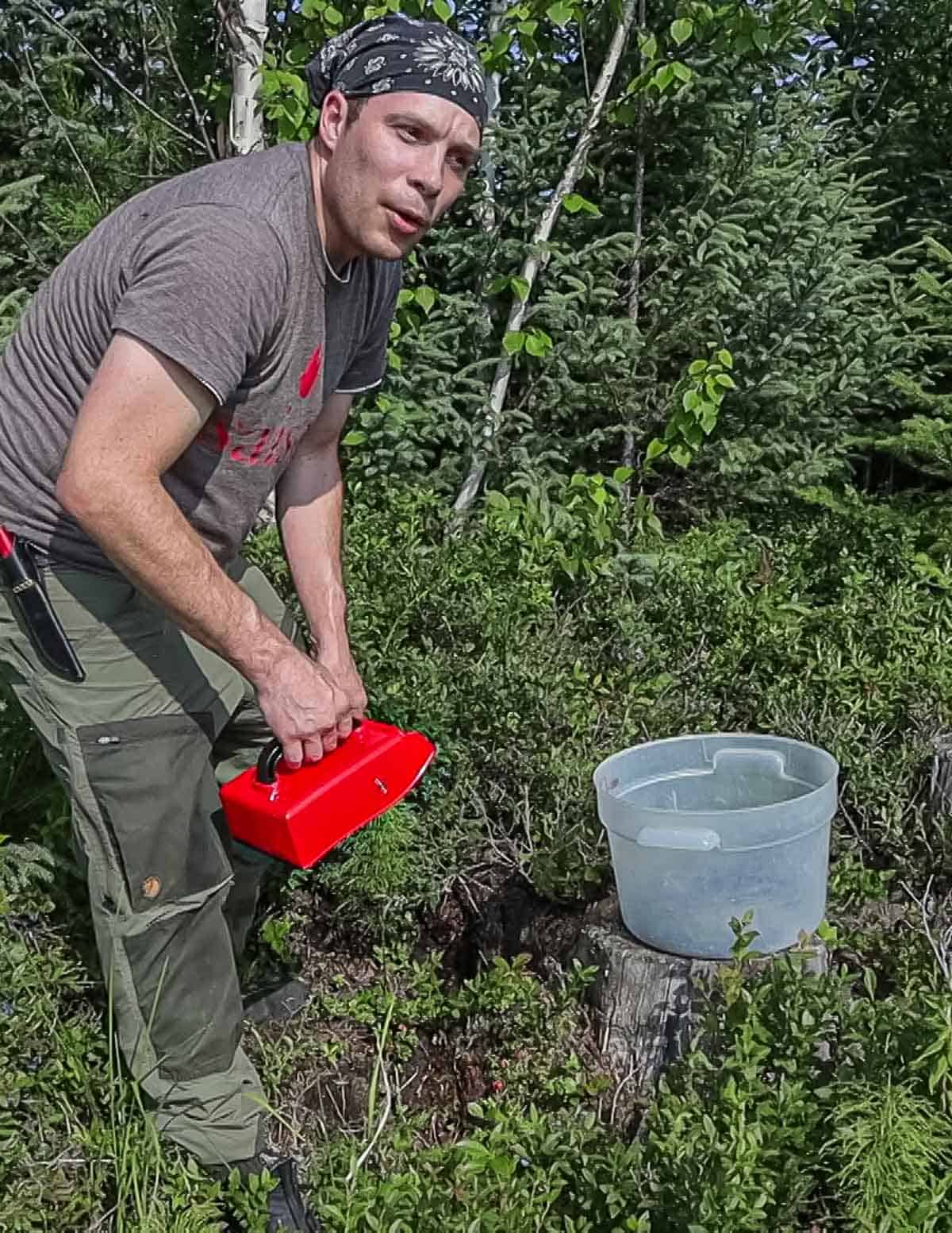 Chef Alan Bergo harvesting wild blueberries with a rake. 