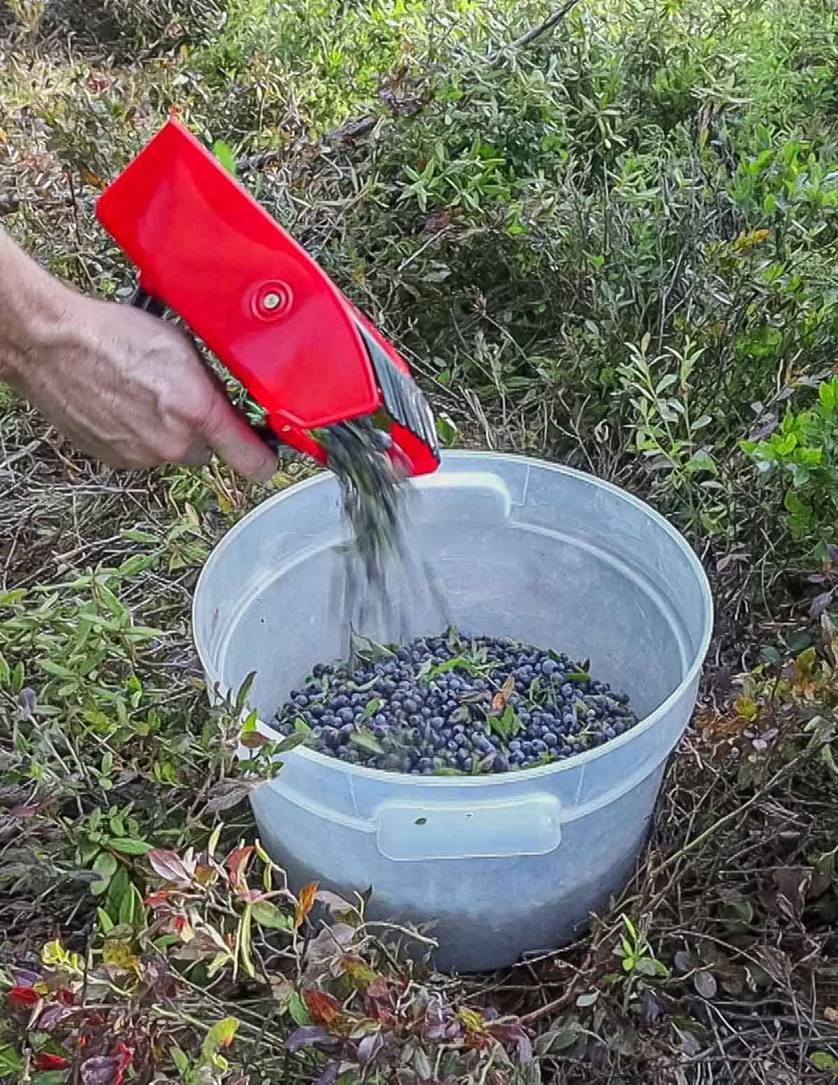 Pouring wild blueberries from a rake into a plastic bucket. 