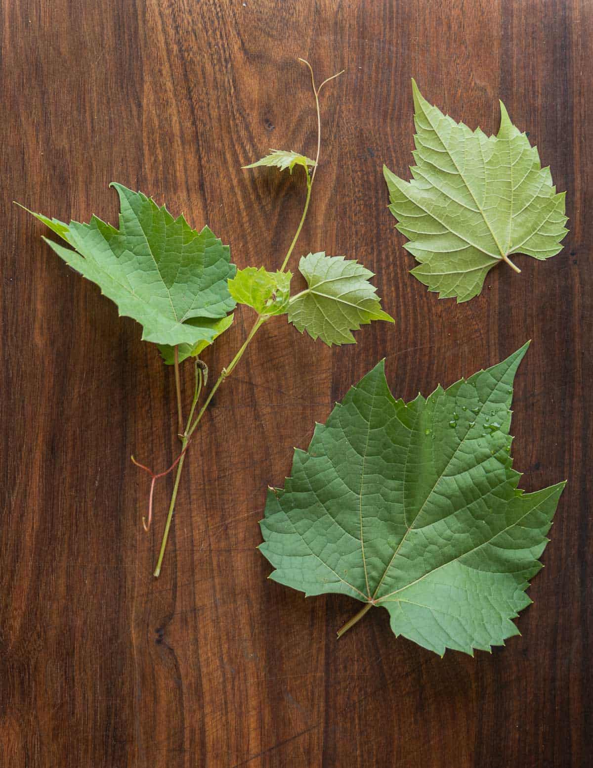 Grape vines and leaves laid out on a table for identification. 