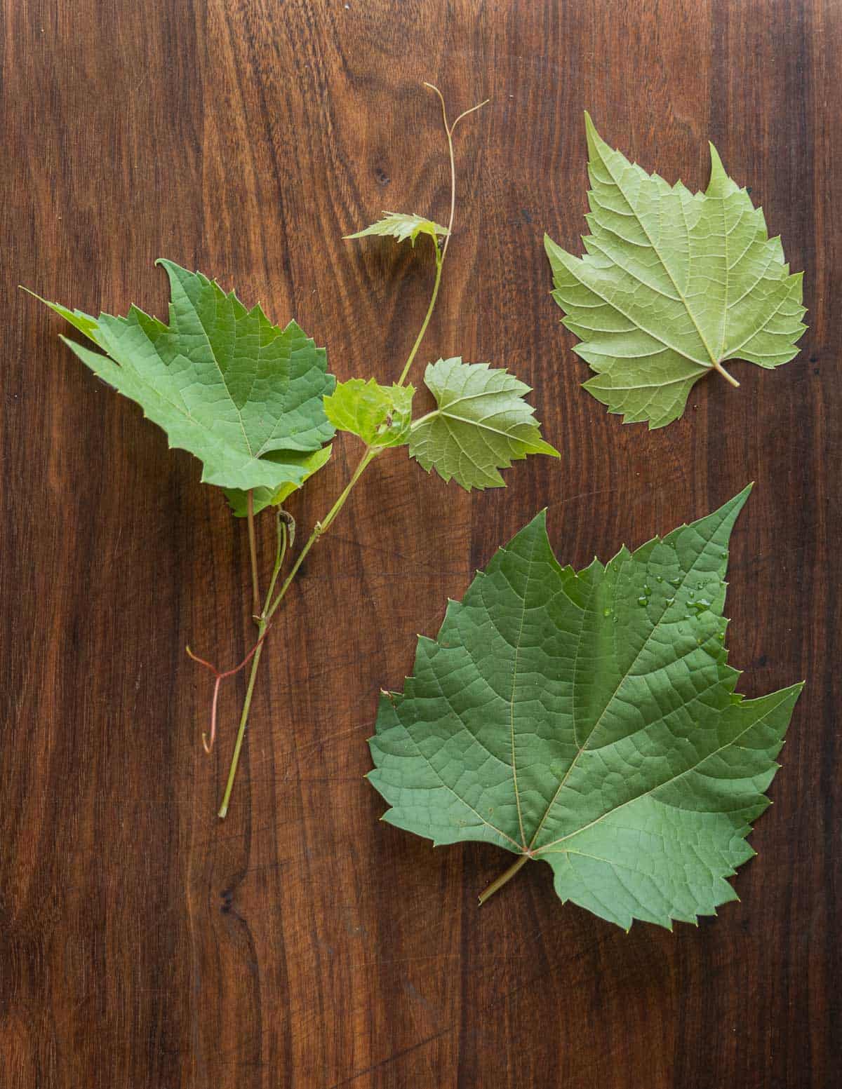 Grape vines and leaves laid out on a table for identification.