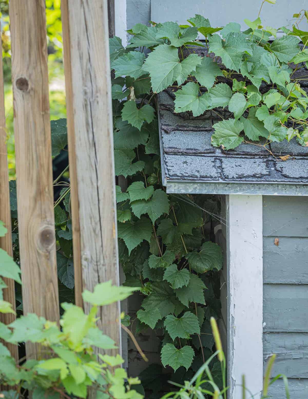 Wild grape vine growing on a garage in a backyard.