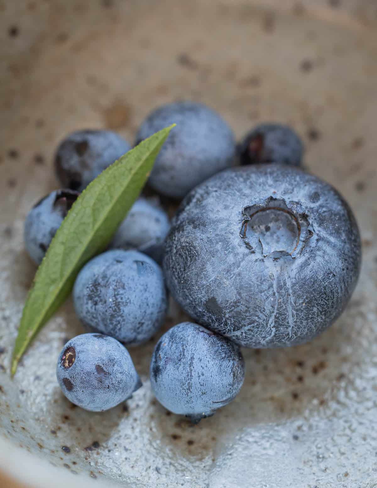 Wild blueberries next to cultivated blueberries in a bowl. 