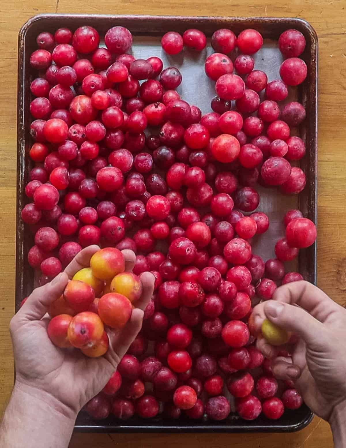 Removing unripe and overripe wild plums from a tray of plums. 