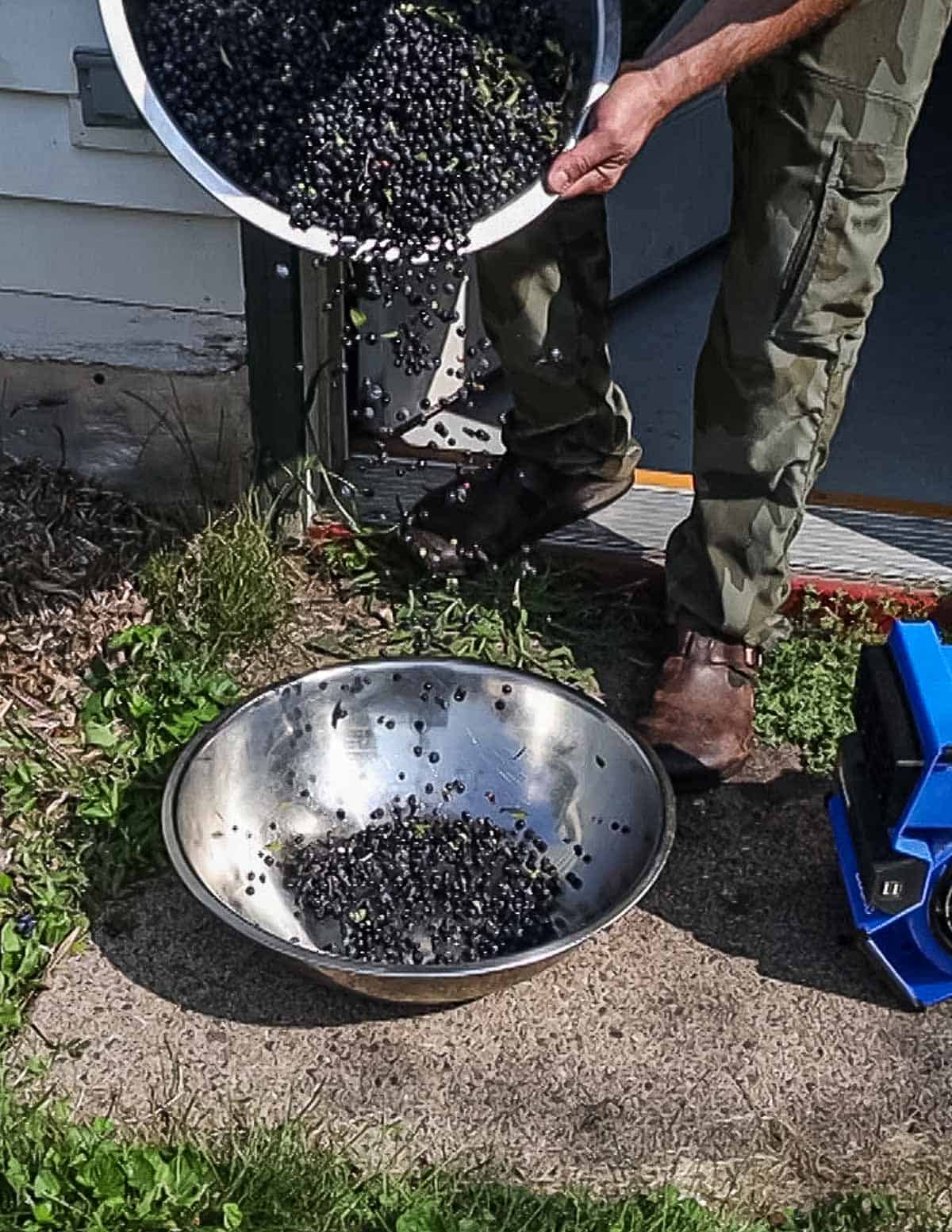 Pouring wild blueberries from bowl to bowl in front of a fan to remove leaves. 