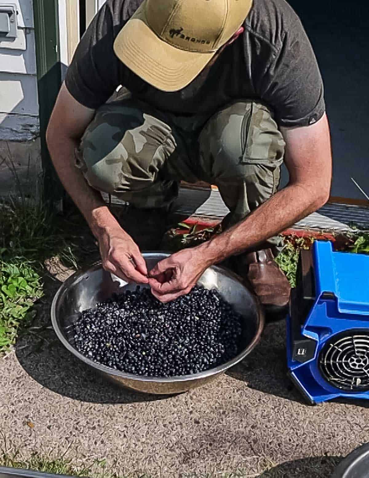 Removing unripe blueberries and leaves from wild blueberries. 