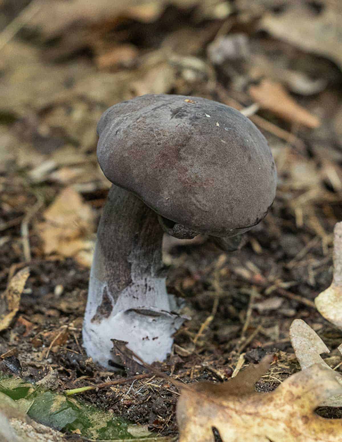A young black velvet bolete mushroom (Tylopilus alboater) growing in the woods. 