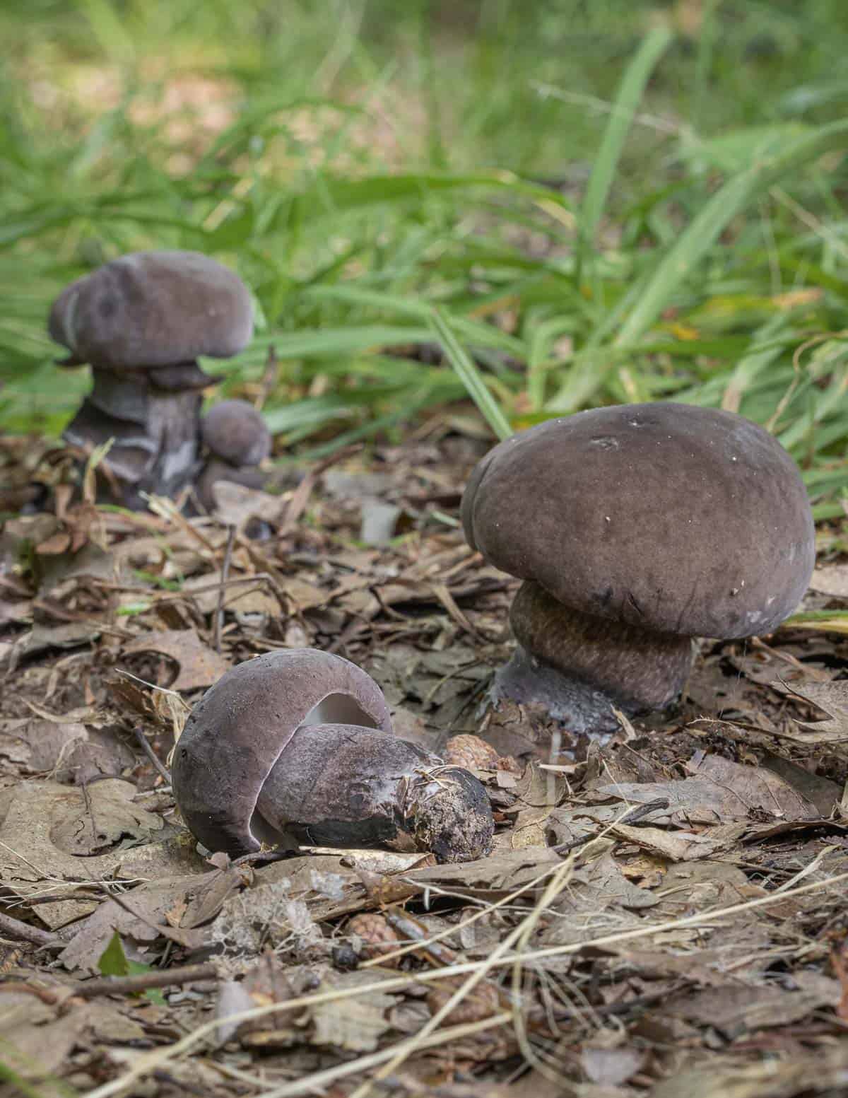 A group of Tylopilus alboater amushrooms in the woods. 